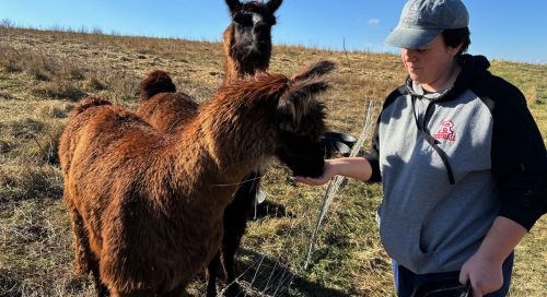 Farmer feeding two llamas.