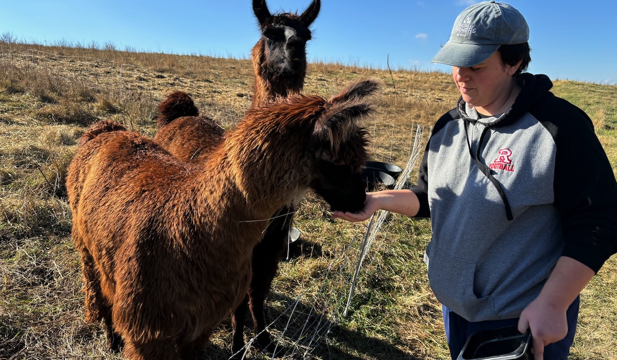 Farmer feeding two llamas.