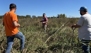 Three men standing in a pollinator planting